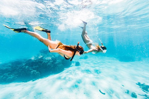 Swim With Whale Sharks- The Largest Fish In The World! - Attractions Melbourne 21