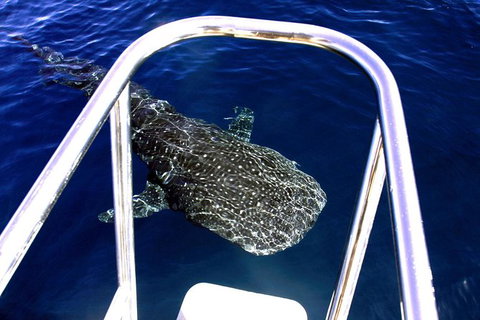 Swim With Whale Sharks- The Largest Fish In The World! - Attractions Melbourne 16