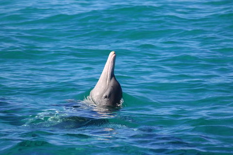 Swim With Whale Sharks- The Largest Fish In The World! - Attractions Melbourne 24
