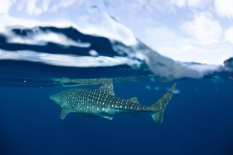 Swim With Whale Sharks- The Largest Fish In The World! - Attractions Melbourne 17
