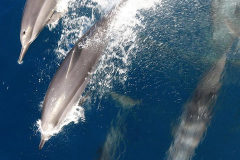 Swim With Whale Sharks- The Largest Fish In The World! - Attractions Melbourne 13