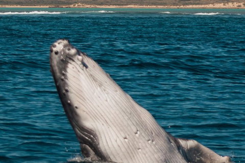 Swim With Whale Sharks- The Largest Fish In The World! - Attractions Melbourne 18