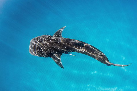 Swim With Whale Sharks- The Largest Fish In The World! - Attractions Melbourne 30