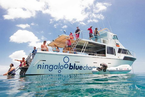 Swim With Whale Sharks- The Largest Fish In The World! - Attractions Melbourne 42