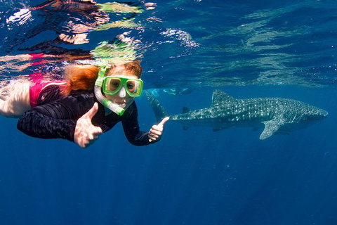 Swim With Whale Sharks- The Largest Fish In The World! - Attractions Melbourne 2