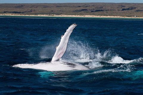 Swim With Whale Sharks- The Largest Fish In The World! - Attractions Melbourne 5