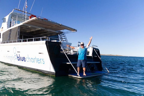 Swim With Whale Sharks- The Largest Fish In The World! - Attractions Melbourne 41