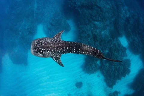 Swim With Whale Sharks- The Largest Fish In The World! - Attractions Melbourne 14