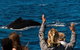 Swim With Whale Sharks- The Largest Fish In The World! - thumb 32