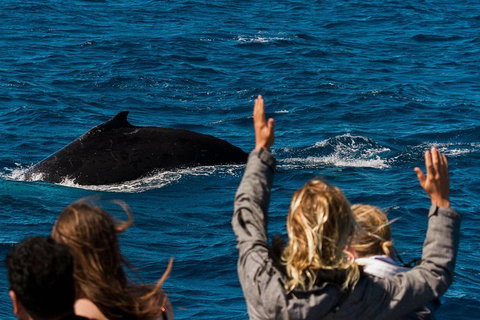Swim With Whale Sharks- The Largest Fish In The World! - Attractions Melbourne 32