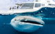 Swim With Whale Sharks- The Largest Fish In The World! - thumb 34