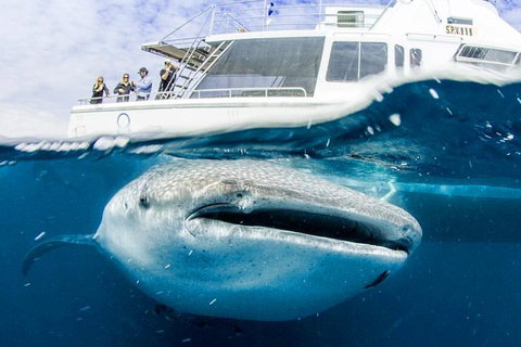Swim With Whale Sharks- The Largest Fish In The World! - Attractions Melbourne 34