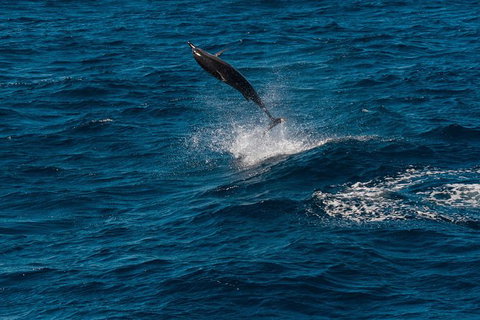 Swim With Whale Sharks- The Largest Fish In The World! - Attractions Melbourne 31