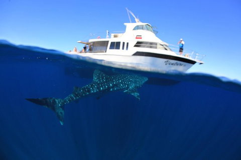 Swim With Whale Sharks- The Largest Fish In The World! - Attractions Melbourne 26