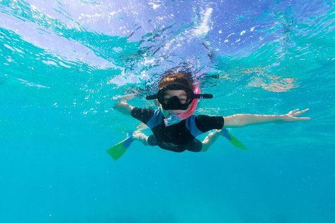 Swim With Whale Sharks- The Largest Fish In The World! - Attractions Melbourne 19