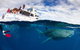 Swim With Whale Sharks- The Largest Fish In The World! - thumb 35