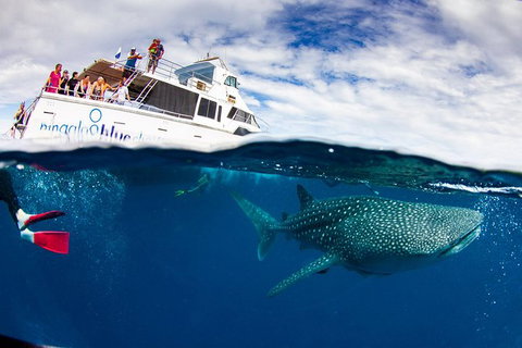 Swim With Whale Sharks- The Largest Fish In The World! - Attractions Melbourne 35