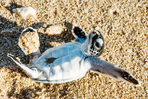 VIP Luxury Chartered Escapes, Exploring The Reef At Your Own Pace - Attractions Melbourne 38
