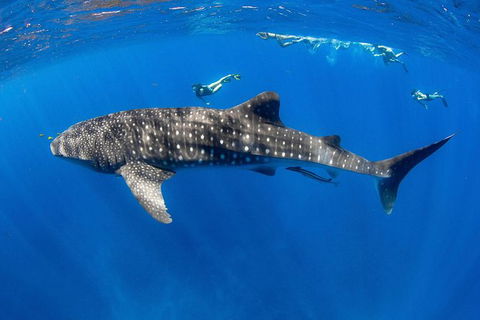 VIP Luxury Chartered Escapes, Exploring The Reef At Your Own Pace - Attractions Melbourne 27