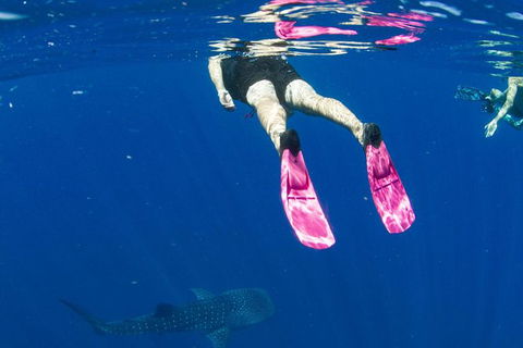 VIP Luxury Chartered Escapes, Exploring The Reef At Your Own Pace - Attractions Melbourne 49