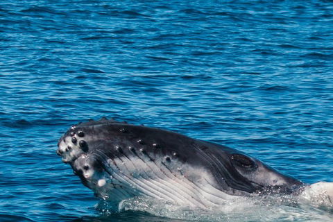 VIP Luxury Chartered Escapes, Exploring The Reef At Your Own Pace - Attractions Melbourne 14