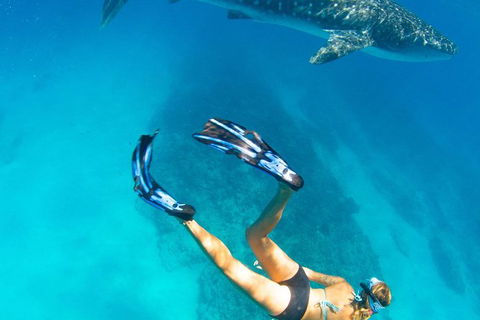 VIP Luxury Chartered Escapes, Exploring The Reef At Your Own Pace - Attractions Melbourne 26