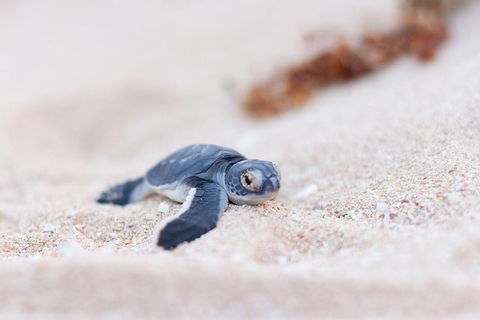 VIP Luxury Chartered Escapes, Exploring The Reef At Your Own Pace - Attractions Melbourne 6