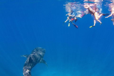 VIP Luxury Chartered Escapes, Exploring The Reef At Your Own Pace - Attractions Melbourne 22