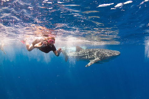 VIP Luxury Chartered Escapes, Exploring The Reef At Your Own Pace - Attractions Melbourne 8