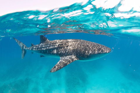 VIP Luxury Chartered Escapes, Exploring The Reef At Your Own Pace - Attractions Melbourne 15