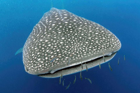 VIP Luxury Chartered Escapes, Exploring The Reef At Your Own Pace - Attractions Melbourne 46