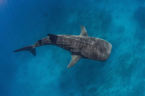 VIP Luxury Chartered Escapes, Exploring The Reef At Your Own Pace - Attractions Melbourne 34
