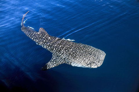 VIP Luxury Chartered Escapes, Exploring The Reef At Your Own Pace - Attractions Melbourne 30