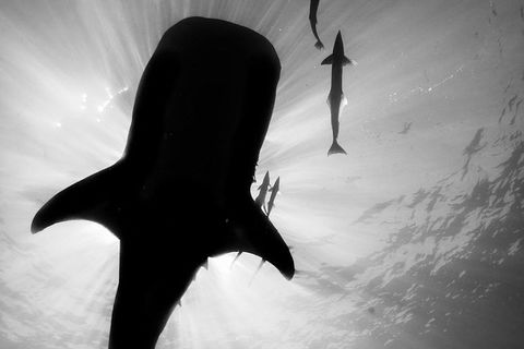 VIP Luxury Chartered Escapes, Exploring The Reef At Your Own Pace - Attractions Melbourne 16