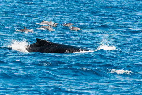 VIP Luxury Chartered Escapes, Exploring The Reef At Your Own Pace - Attractions Melbourne 19