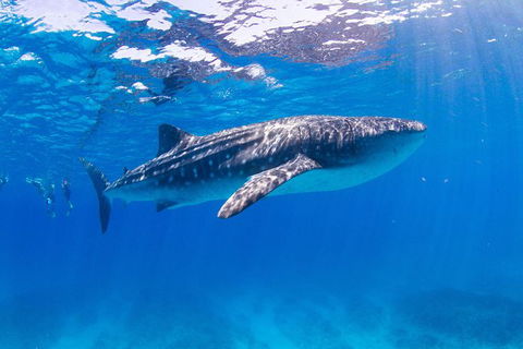 VIP Luxury Chartered Escapes, Exploring The Reef At Your Own Pace - Attractions Melbourne 9