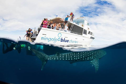 VIP Luxury Chartered Escapes, Exploring The Reef At Your Own Pace - Attractions Melbourne 2