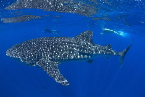VIP Luxury Chartered Escapes, Exploring The Reef At Your Own Pace - Attractions Melbourne 31