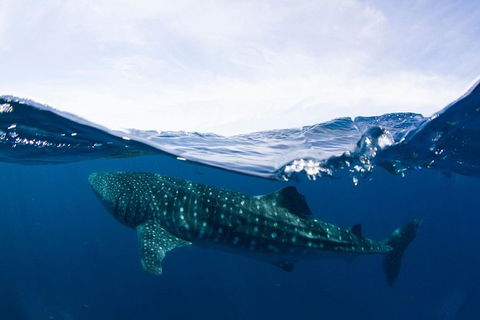 VIP Luxury Chartered Escapes, Exploring The Reef At Your Own Pace - Attractions Melbourne 51