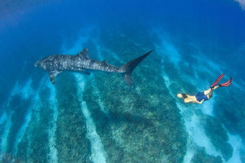 VIP Luxury Chartered Escapes, Exploring The Reef At Your Own Pace - Attractions Melbourne 47