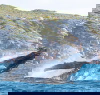 Jet Boat Whale Watching Safari from Dunsborough - Attractions Melbourne