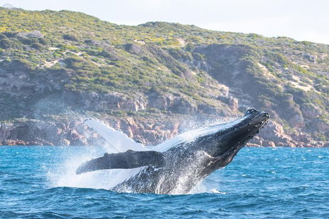 Jet Boat Whale Watching Safari From Dunsborough - Attractions Melbourne 0