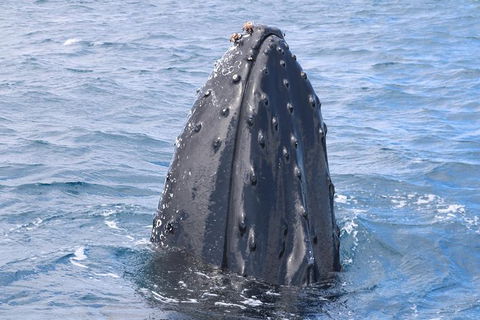 Jet Boat Whale Watching Safari From Dunsborough - Attractions Melbourne 1