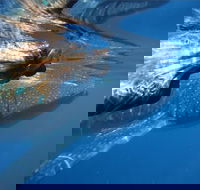 Ningaloo Whale Shark Swim on a Powerboat - Attractions Melbourne