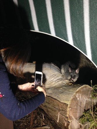 Nocturnal Wildlife Tour From Busselton Or Dunsborough - Attractions Melbourne 1