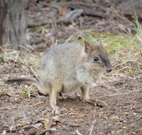 Nocturnal Wildlife Tour from Busselton or Dunsborough - Attractions Melbourne