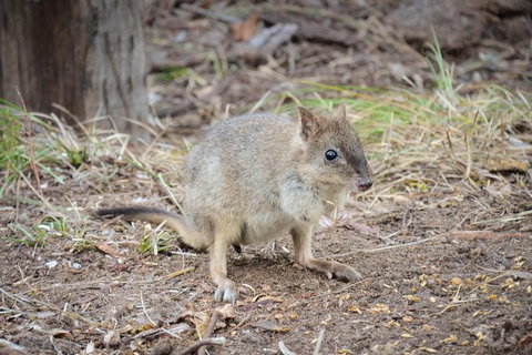 Nocturnal Wildlife Tour From Busselton Or Dunsborough - Attractions Melbourne 0