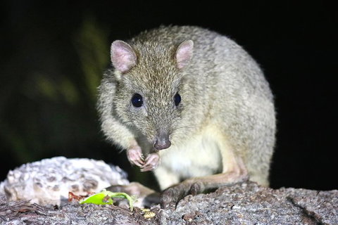 Nocturnal Wildlife Tour From Busselton Or Dunsborough - Attractions Melbourne 2