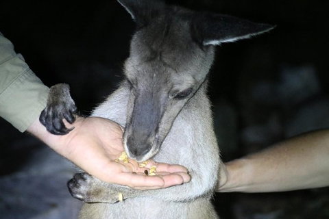 Nocturnal Wildlife Tour From Busselton Or Dunsborough - Attractions Melbourne 3