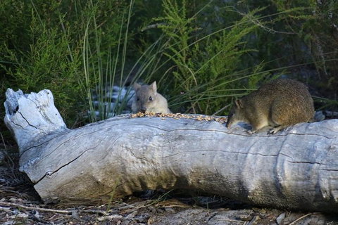 Nocturnal Wildlife Tour From Busselton Or Dunsborough - Attractions Melbourne 8